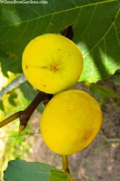 LSU Gold Fig Tree - 5 Gallon Pot -Shrub Plant Shop ficus carica lsu gold fig tree 1