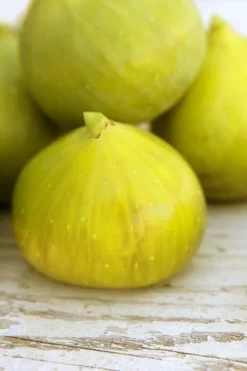 LSU Gold Fig Tree - 5 Gallon Pot -Shrub Plant Shop ficus carica lsu gold fig tree 2