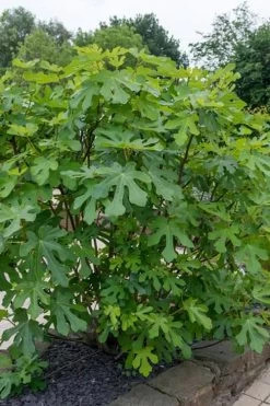 LSU Gold Fig Tree - 5 Gallon Pot -Shrub Plant Shop ficus carica lsu gold fig tree 4