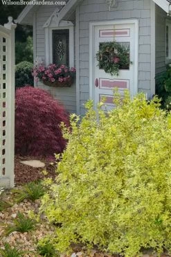 Believe It Or Not Forsythia - 2 Gallon Pot -Shrub Plant Shop forsythia believe it or not 11