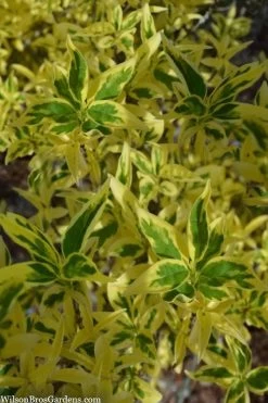 New Products 3 Believe It Or Not Forsythia - 2 Gallon Pot
