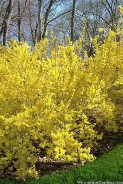 Believe It Or Not Forsythia - 2 Gallon Pot -Shrub Plant Shop forsythia believe it or not 3