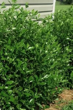August Beauty Gardenia - 2.5 Quart Pot -Shrub Plant Shop gardenia august beauty 5 1