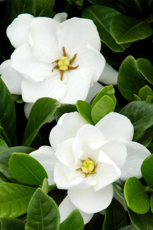 Buttons Gardenia - 1 Gallon Pot 5 Buttons Gardenia - 1 Gallon Pot - Image 5