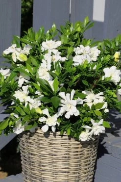 Celestial Star Gardenia - 1 Gallon Pot -Shrub Plant Shop gardenia celestial star 3