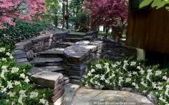 Celestial Star Gardenia - 1 Gallon Pot -Shrub Plant Shop gardenia celestial star 5