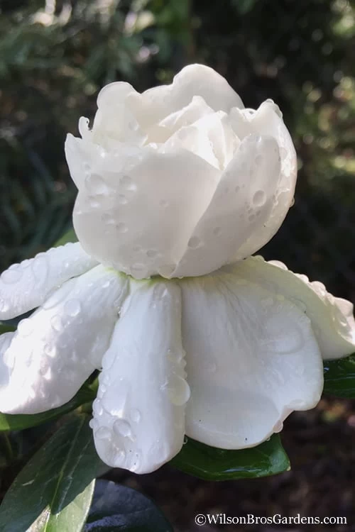 Crown Jewel Gardenia - 1 Gallon Pot 1 Crown Jewel Gardenia - 1 Gallon Pot