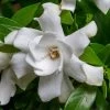 Fool Proof Gardenia - 3 Gallon Pot