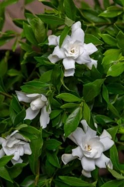 Fool Proof Gardenia - 3 Gallon Pot -Shrub Plant Shop gardenia fool proof 4