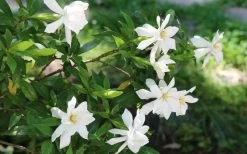 Frost Proof Gardenia - 1 Gallon Pot 11 Frost Proof Gardenia - 1 Gallon Pot -Shrub Plant Shop gardenia frost proof 12 1