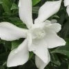 Frost Proof Gardenia - 6 Pack Of 1 Gallon Pots
