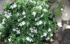 Frost Proof Gardenia - 1 Gallon Pot 9 Frost Proof Gardenia - 1 Gallon Pot -Shrub Plant Shop gardenia frost proof 50 1