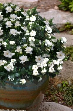 Buttons Gardenia - 1 Gallon Pot 8 Buttons Gardenia - 1 Gallon Pot -Shrub Plant Shop gardenia jasminoides buttons 10 2