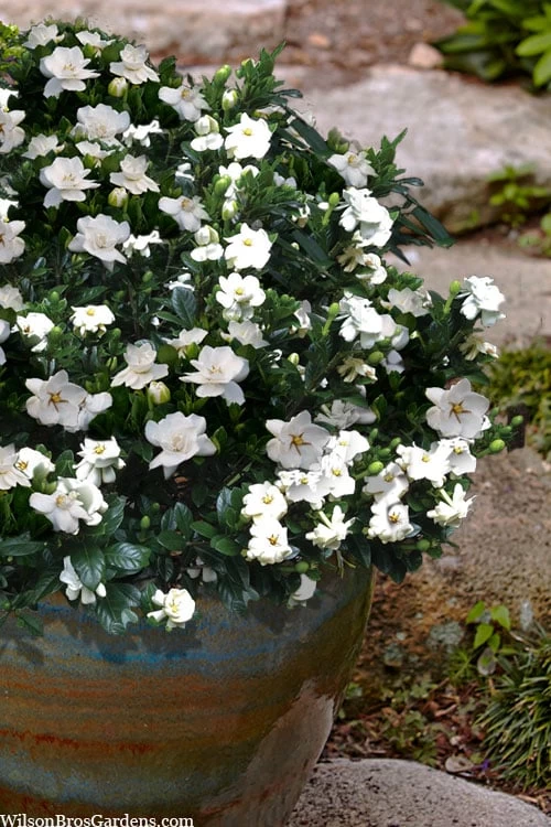 Buttons Gardenia - 3 Gallon Pot 4 Buttons Gardenia - 3 Gallon Pot - Image 4