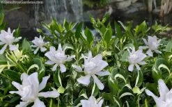 Crescent Moon Dwarf Gardenia - 1 Gallon Pot -Shrub Plant Shop gardenia jasminoides crescent moon dwarf creeping 2