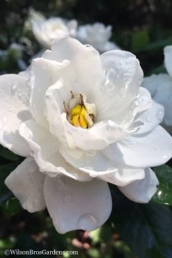 Crown Jewel Gardenia - 1 Gallon Pot 13 Crown Jewel Gardenia - 1 Gallon Pot -Shrub Plant Shop gardenia jasminoides crown jewel 11