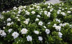 Crown Jewel Gardenia - 1 Gallon Pot 12 Crown Jewel Gardenia - 1 Gallon Pot -Shrub Plant Shop gardenia jasminoides crown jewel 12