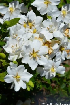 Snow Flurry Hardy Gardenia - 1 Gallon Pot -Shrub Plant Shop gardenia jasminoides snow flurry 2