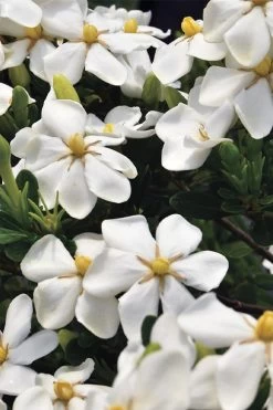 Snow Girl Hardy Dwarf Gardenia - 3 Gallon Pot 9 Snow Girl Hardy Dwarf Gardenia - 3 Gallon Pot -Shrub Plant Shop gardenia jasminoides snow girl 1
