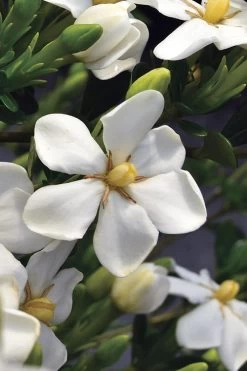 Snow Girl Hardy Dwarf Gardenia - 3 Gallon Pot 10 Snow Girl Hardy Dwarf Gardenia - 3 Gallon Pot -Shrub Plant Shop gardenia jasminoides snow girl 2
