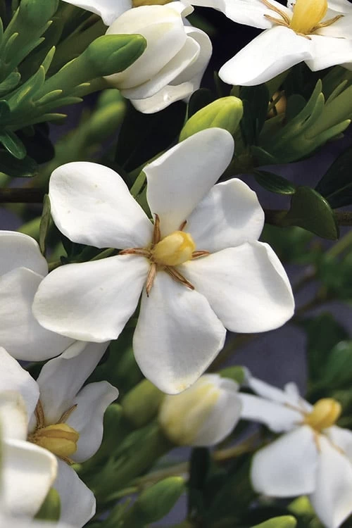 Snow Girl Hardy Dwarf Gardenia - 3 Gallon Pot 5 Snow Girl Hardy Dwarf Gardenia - 3 Gallon Pot - Image 5