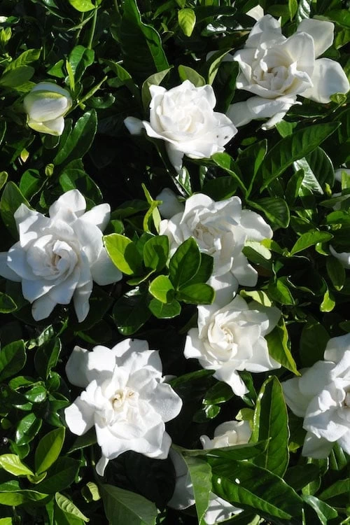 Snow Puff Hardy Gardenia - 3 Gallon Pot 4 Snow Puff Hardy Gardenia - 3 Gallon Pot - Image 4