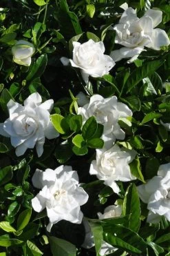 Snow Puff Hardy Gardenia - 7 Gallon Pot 7 Snow Puff Hardy Gardenia - 7 Gallon Pot -Shrub Plant Shop gardenia jasminoides snow puff 2