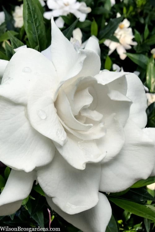 Snow Puff Hardy Gardenia - 3 Gallon Pot 1 Snow Puff Hardy Gardenia - 3 Gallon Pot