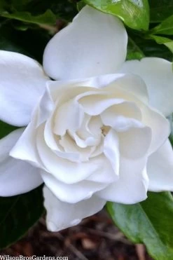 Summer Snow Gardenia - 3 Gallon Pot -Shrub Plant Shop gardenia jasminoides summer snow 3