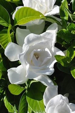 Summer Snow Gardenia - 3 Gallon Pot -Shrub Plant Shop gardenia jasminoides summer snow 4