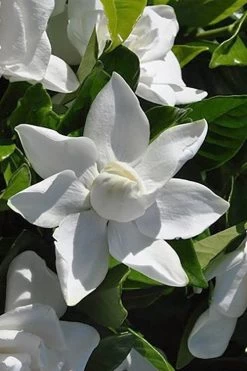 Summer Snow Gardenia - 3 Gallon Pot -Shrub Plant Shop gardenia jasminoides summer snow 5