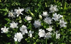 Summer Snow Gardenia - 3 Gallon Pot -Shrub Plant Shop gardenia jasminoides summer snow 9