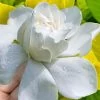 Gold Doubloon Gardenia - 1 Gallon Pot