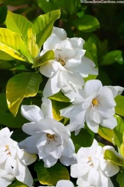 Gold Doubloon Gardenia - 1 Gallon Pot -Shrub Plant Shop gardenia ogon no hana gold doubloon 3 1