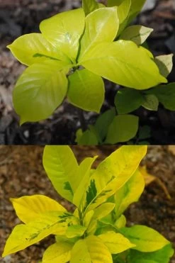 Gold Doubloon Gardenia - 1 Gallon Pot -Shrub Plant Shop gardenia ogon no hana gold doubloon 4 1
