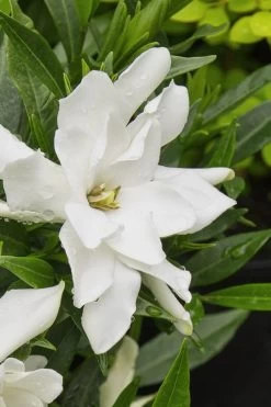Radicans Creeping Dwarf Gardenia - 1 Gallon Pot -Shrub Plant Shop gardenia radicans 22 1