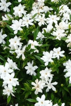 Radicans Creeping Dwarf Gardenia - 1 Gallon Pot -Shrub Plant Shop gardenia radicans 24 1
