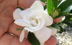 Jubilation Gardenia - 3 Gallon Pot -Shrub Plant Shop gardeniajubilation 3