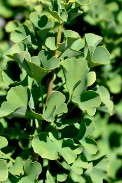 Mariken Dwarf Ginkgo Tree - 3 Gallon Pot (2-3') -Shrub Plant Shop ginkgo biloba mariken dwarf 4