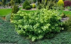 Mariken Dwarf Ginkgo Tree - 3 Gallon Pot (2-3') -Shrub Plant Shop ginkgo biloba mariken dwarf 5