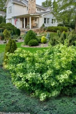 Mariken Dwarf Ginkgo Tree - 3 Gallon Pot (2-3') -Shrub Plant Shop ginkgo biloba mariken dwarf 6