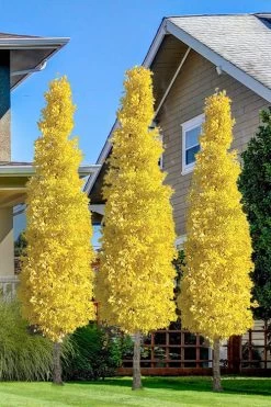 Sky Tower Ginkgo Maidenhair Tree (Male) - 7 Gallon Pot