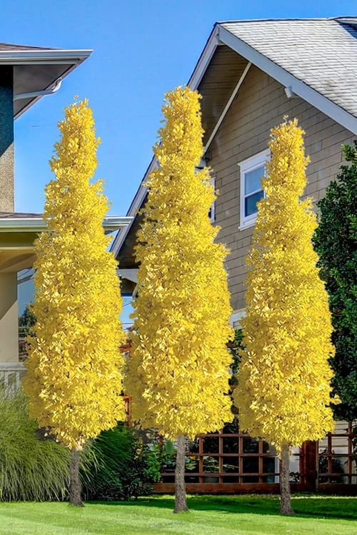 Sky Tower Ginkgo Maidenhair Tree (Male) - 7 Gallon Pot 1 Sky Tower Ginkgo Maidenhair Tree (Male) - 7 Gallon Pot