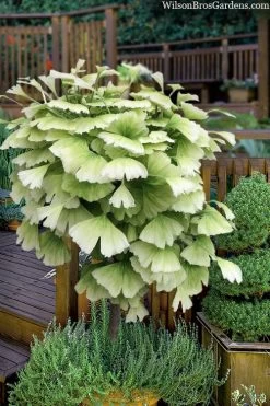 Snow Cloud Ginkgo Tree - 3 Gallon Pot -Shrub Plant Shop ginkgo snow cloud 2