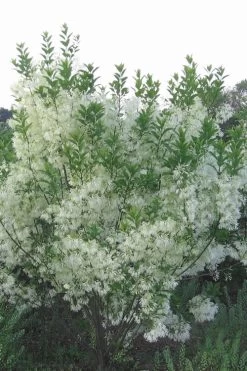 Grancy Graybeard - White Fringe Tree - 3 Gallon Pot -Shrub Plant Shop grancy graybeard tree 33