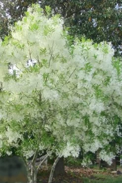 Grancy Graybeard - White Fringe Tree - 3 Gallon Pot -Shrub Plant Shop grancy graybeard tree flowers 22 500x750 1