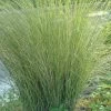 Marsh Sand Cordgrass (Spartina Bakeri) - 6 Pack Of 1 Gallon Pots