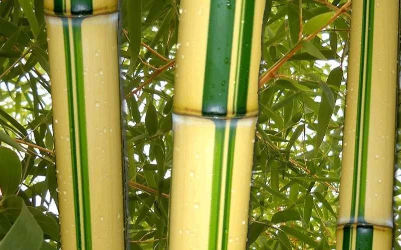 Gold Vivax Giant Timber Bamboo (Green Stripe Bamboo) - Phyllostachys Vivax 'Aureocaulis' - 3 Gallon Pot (2-4') 4 Gold Vivax Giant Timber Bamboo (Green Stripe Bamboo) - Phyllostachys Vivax 'Aureocaulis' - 3 Gallon Pot (2-4') - Image 4