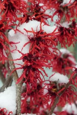 Diane Red Witch Hazel (Hamamelis X Intermedia) - 7 Gallon Pot