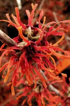 Diane Red Witch Hazel (Hamamelis X Intermedia) - 7 Gallon Pot -Shrub Plant Shop hamamelis intermedia diane witch hazel 2